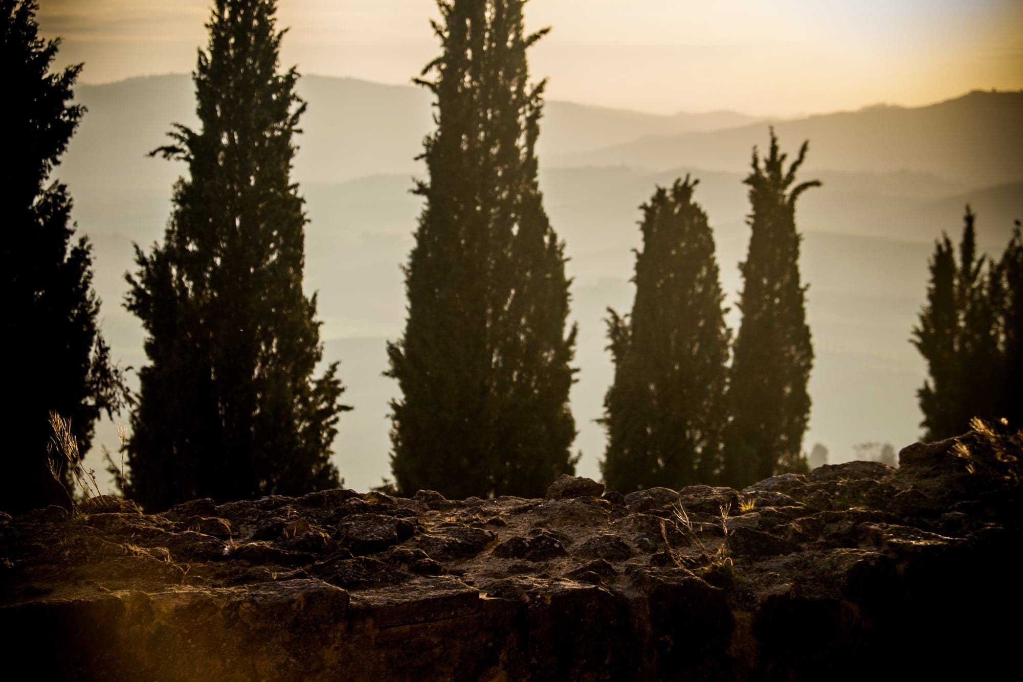 Cypress trees at dusk