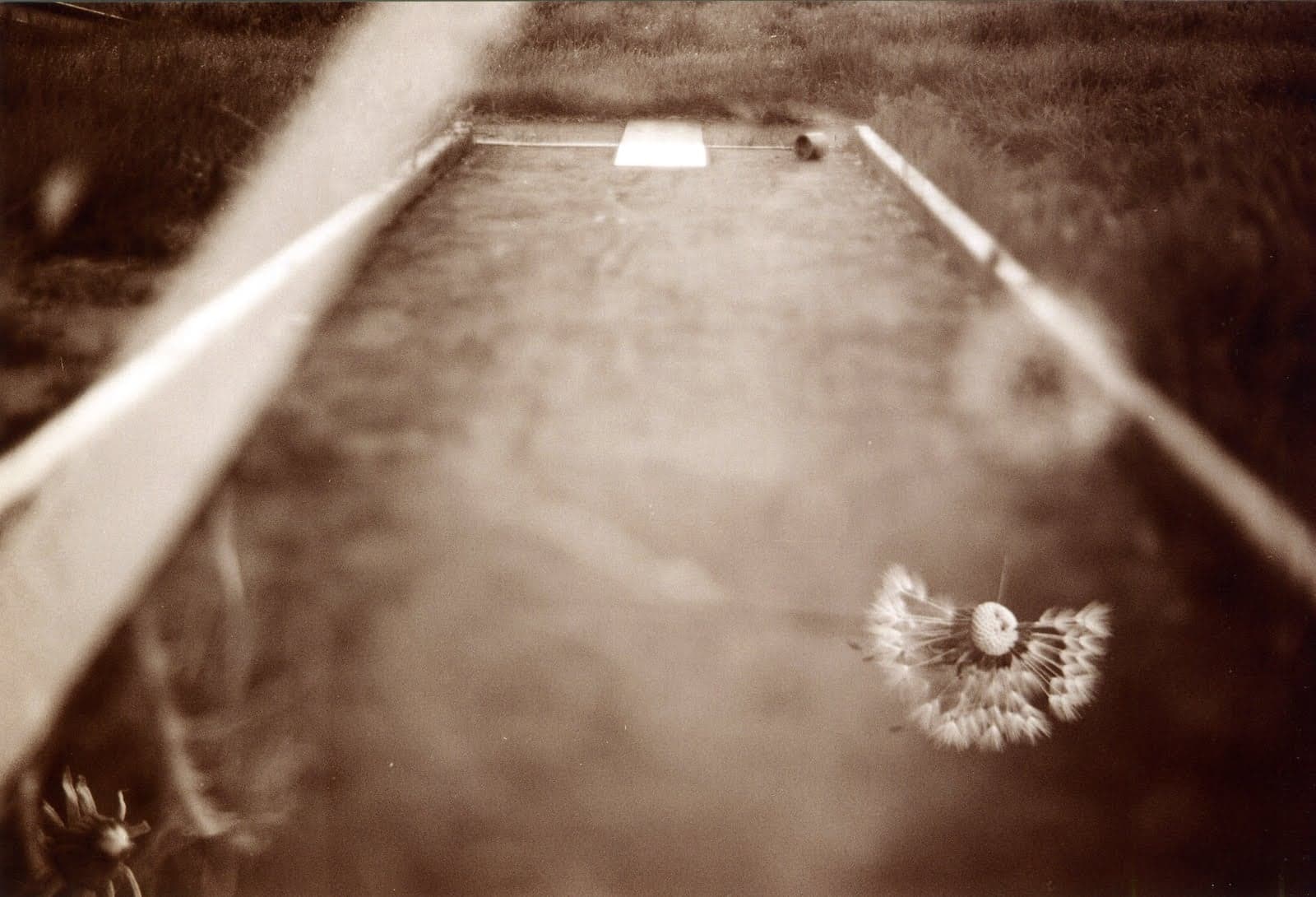 Eine Pusteblume auf einer Minigolfbahn