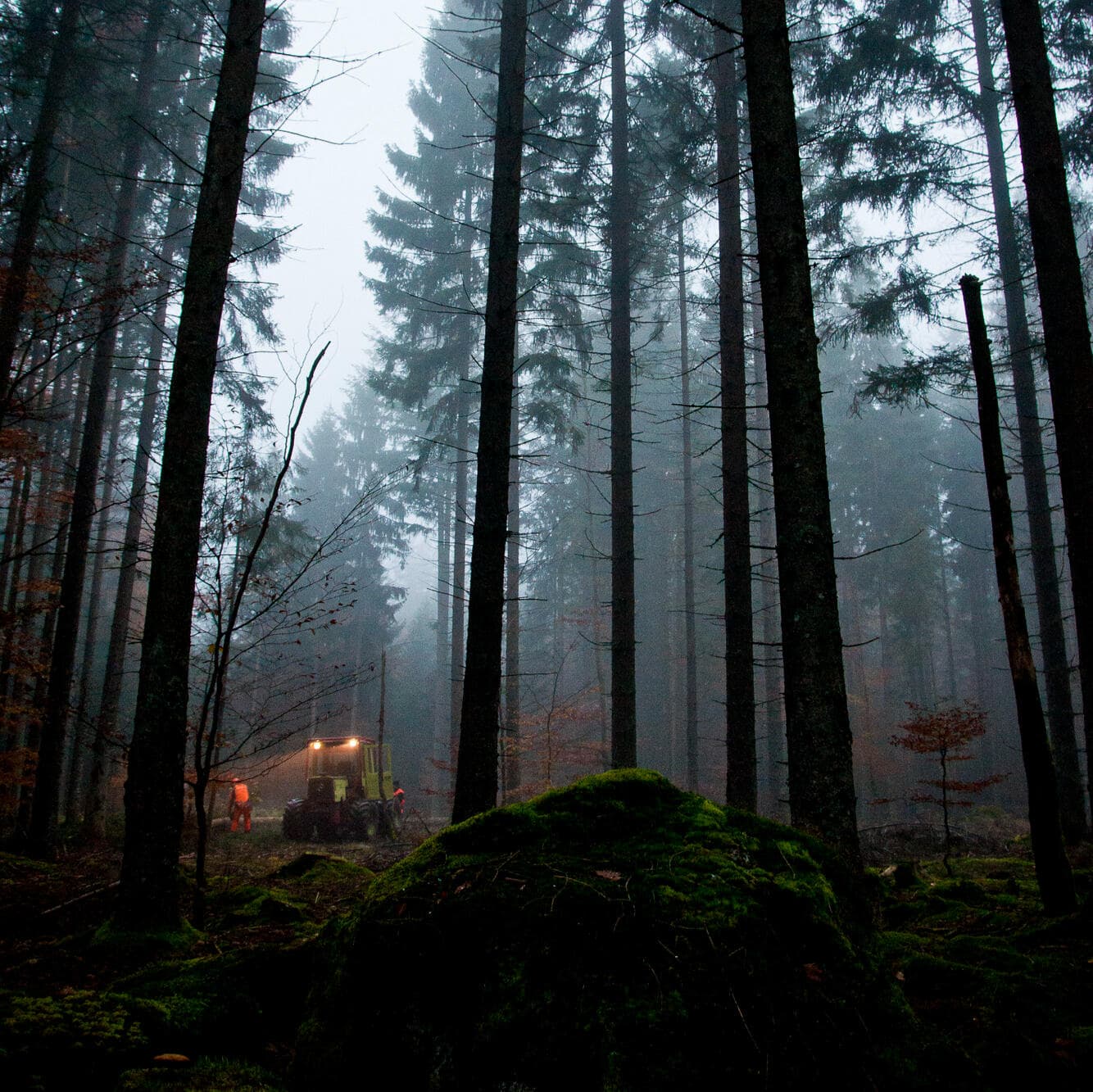 Holzfäller — Bayerischer Wald (1)