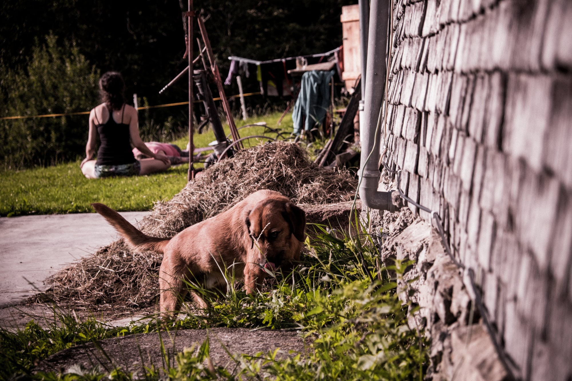 Ein Hinterhof — jemand in Übung, ein Hund in der Nähe