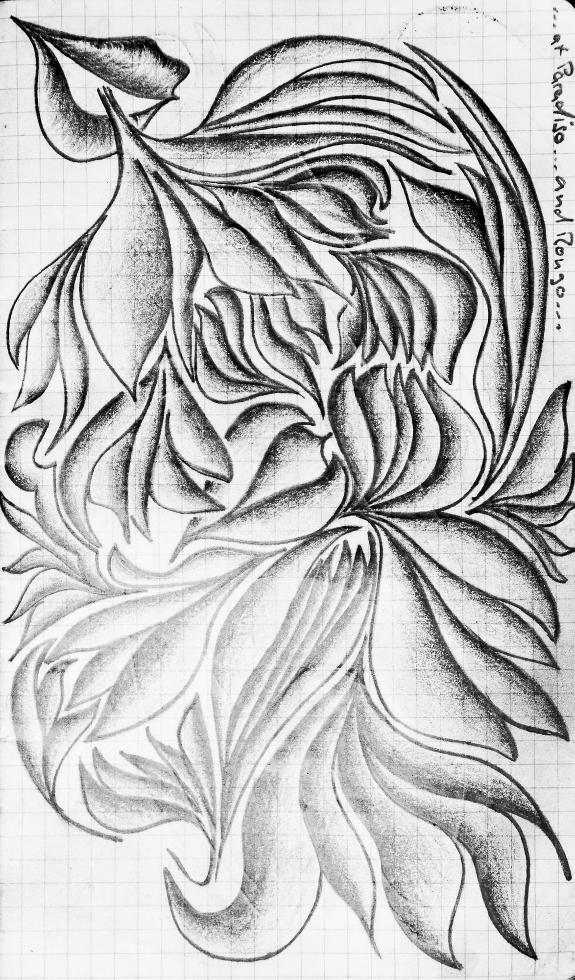 Eine Chrysanthemenblüte in feiner Schraffur