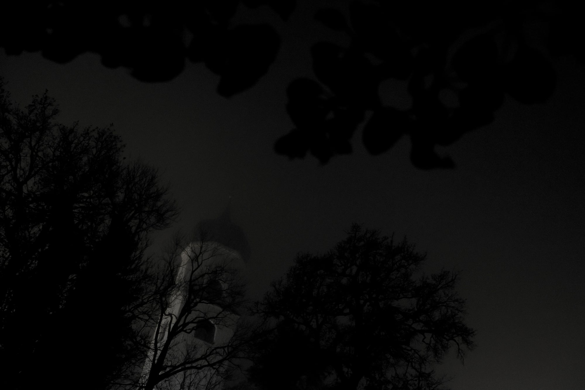 Dunkle Bäume bei Nacht