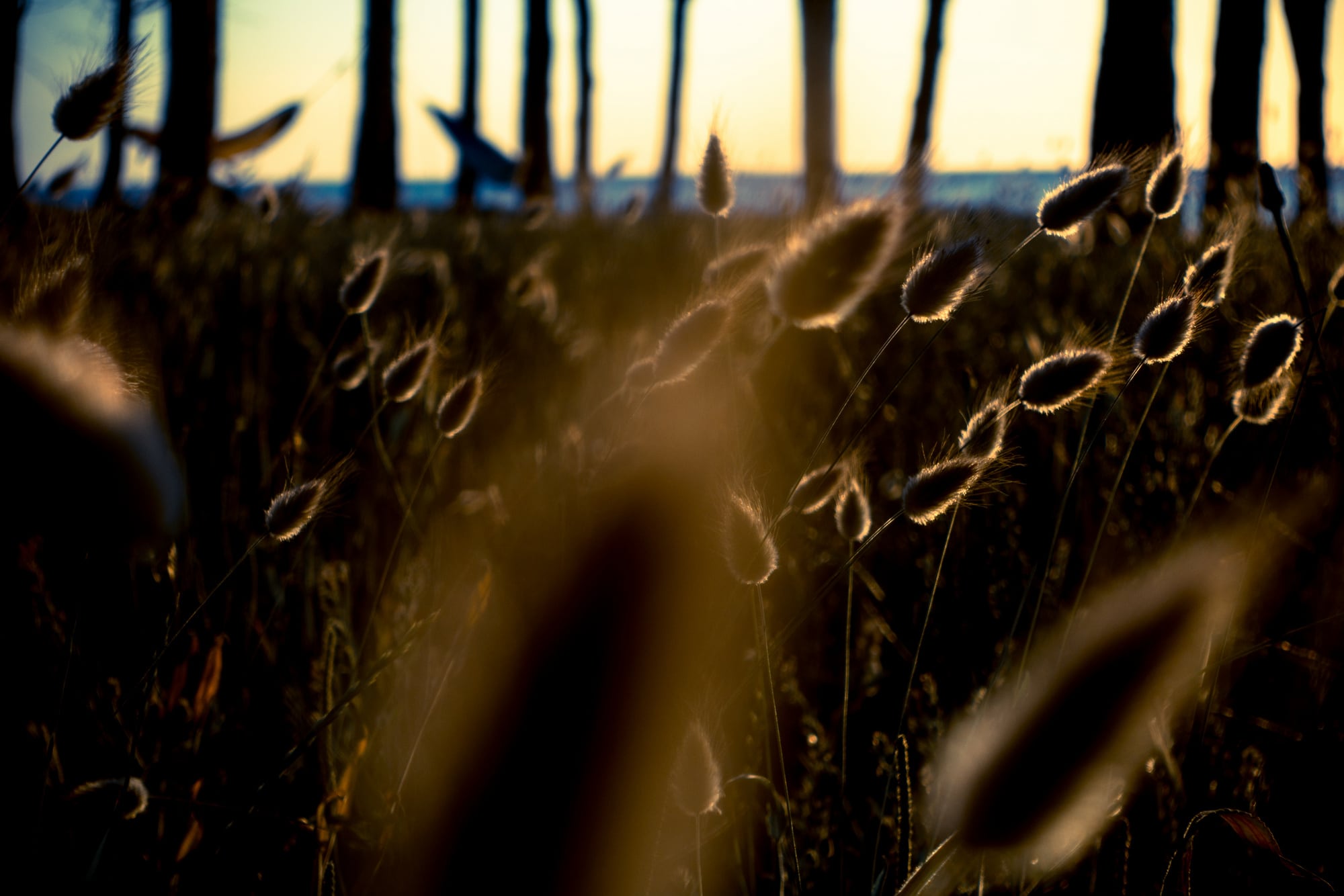 Ein Zaun und Gras als Silhouette vor dem Sonnenuntergang